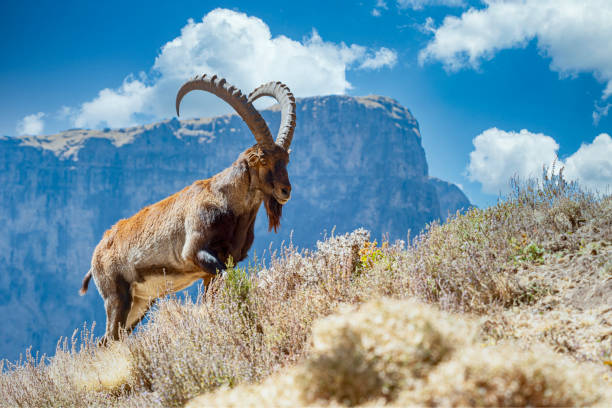 Simien Highlands Escape